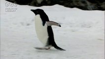 堀尾聡太　滑って歩くペンギン
