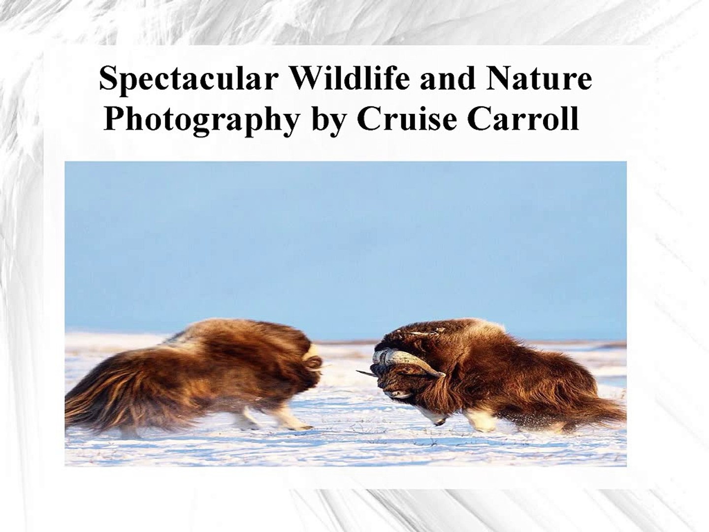 ⁣Spectacular Wildlife and Nature Photography by Cruise Carroll