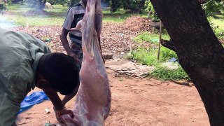 Part I of Cooking Full Goat Pulao - Skinning and Gutting the Goat-aEiQv3EL2os