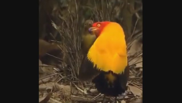 *HARDEST VERSION* Try Not to Laugh or Grin While Watching This - Funniest Vines