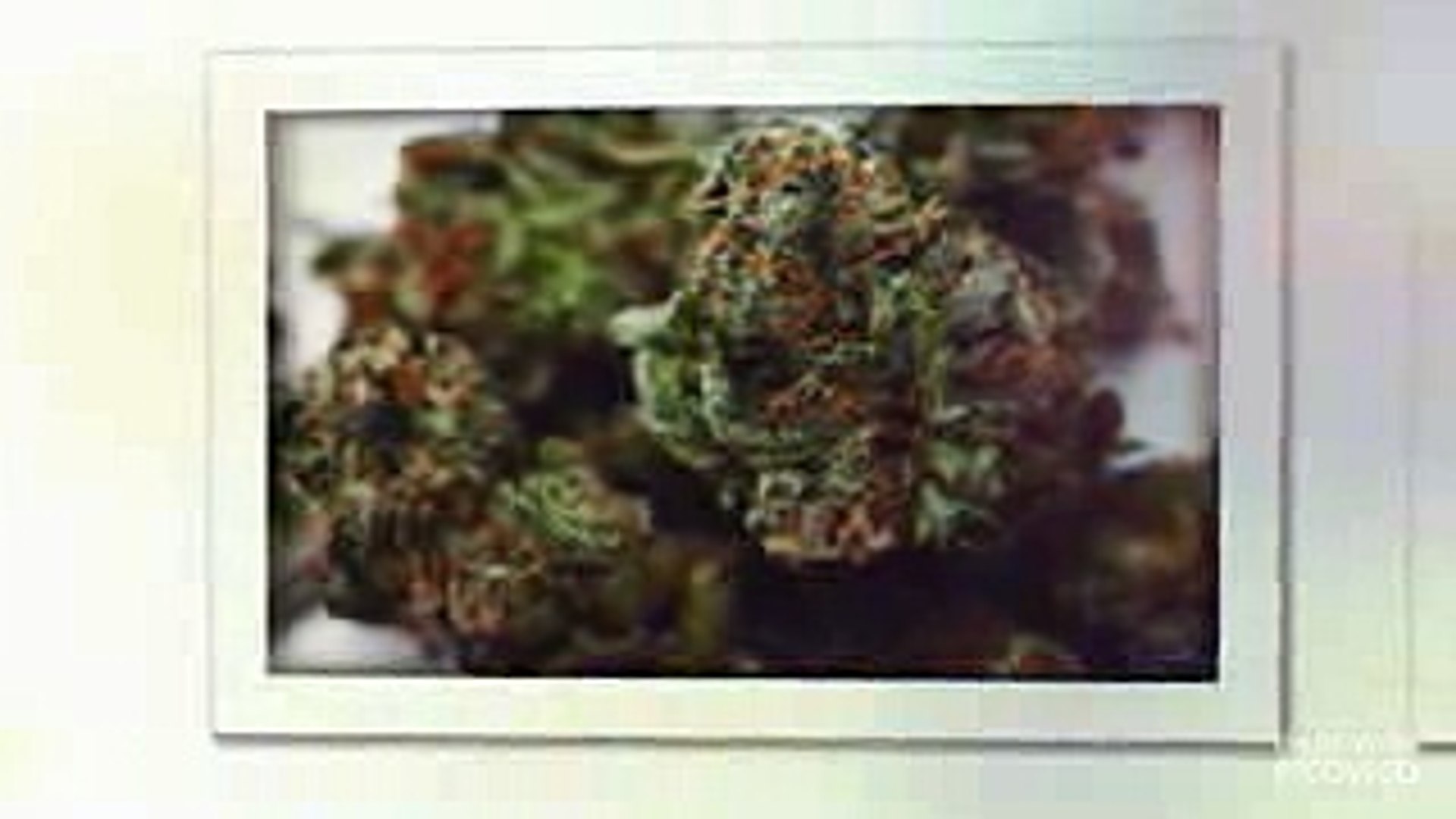buy organic cannabis online