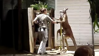 (New) animal attacks videos