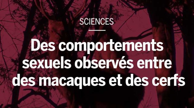 Des pratiques sexuelles observées entre des macaques et des cerfs