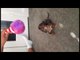 Spotted Dachshund Pup Flips for Doggy Toy