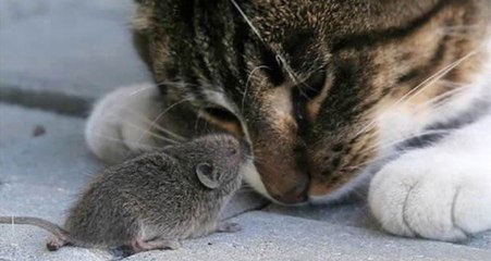 Dünya Tersine Döndü! Bu Sefer Fare Kediyi Kovaladı