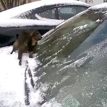 Ce chat adore la neige... Plutot inhabituel mais adorable