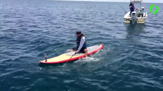 Ce pecheur sur sa planche essaie de remonter un monstrueux mérou géant... A 2 doigts de se faire emporter