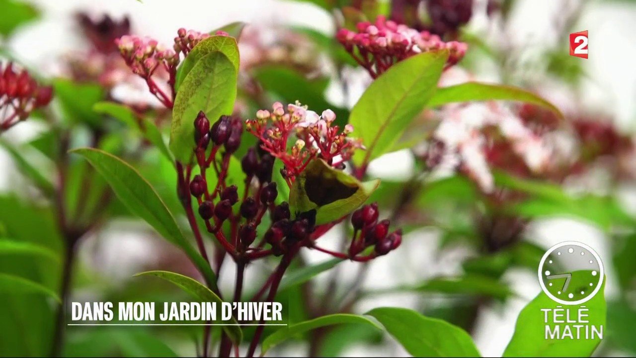 Jardin - Dans mon jardin d’hiver