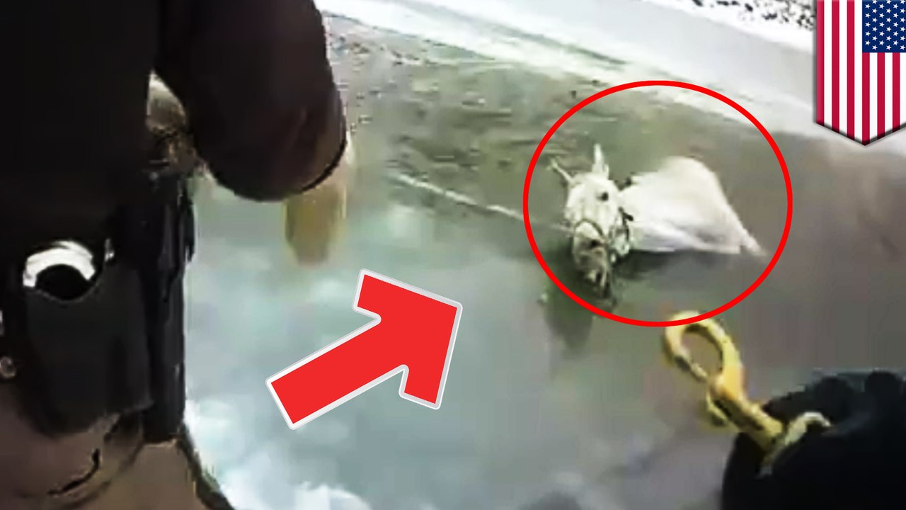Police and firefighters rescue horse from frozen pond