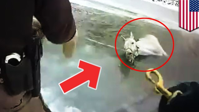 Police and firefighters rescue horse from frozen pond