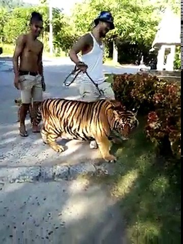 Dog versus Lion - Real Video Clip