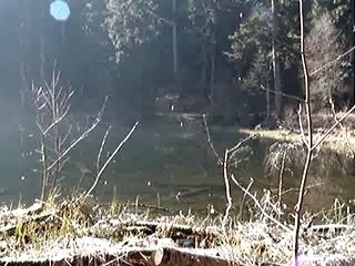 Lac la Maix grenouilles 4 05 (1)