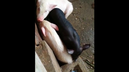 Đàn lợn say rượu bét nhè