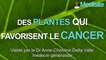 Top 3 des plantes qui donnent le cancer