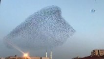 Konya Semalarında Sığırcık Kuşlarının Dansı Mest Etti