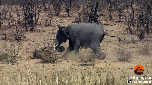 Elephant Stabs and Kills Buffalo