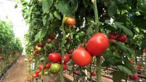 Simav'da jeotermal enerjiyle domates üretimine ilgi