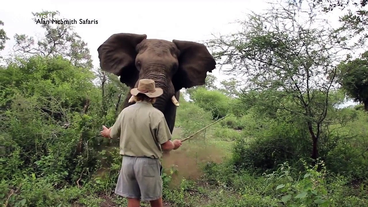 Trail guide remains incredibly calm as elephant charges at him