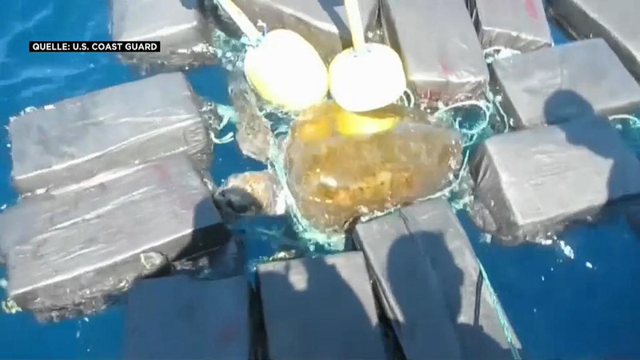 Schildkröte im Drogennetz