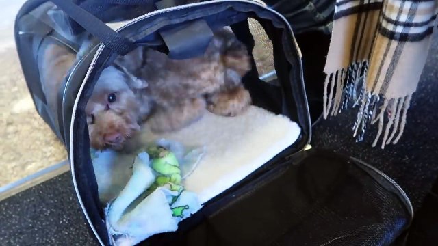 HOME FOR THE HOLIDAYS! Vlog + Shoulder and Back Workout