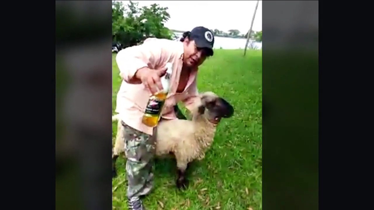 Fun Goat Revenge.