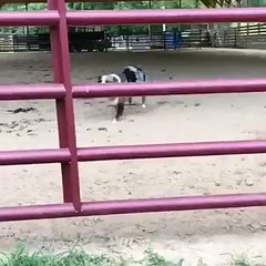 Un chien saute entre les barreaux d'une clôture