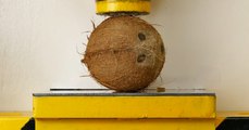 Coconut Versus The Hydraulic Press!