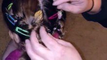 Lizard in the girl's hair