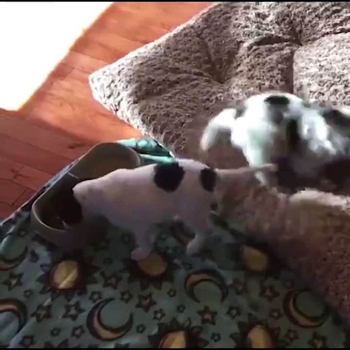 Food happiness (dog)