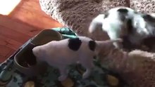 Food happiness (dog)