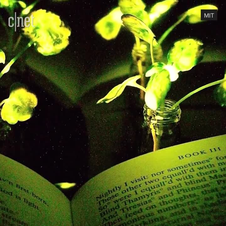 Glowing plants