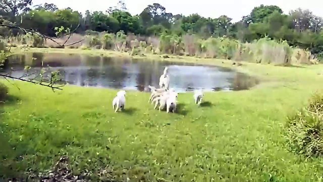 Un papa labrador apprend à ses chiots à nager et c'est trop mignon !