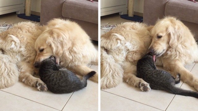 Un chien s'excuse après avoir essayé de manger le chat