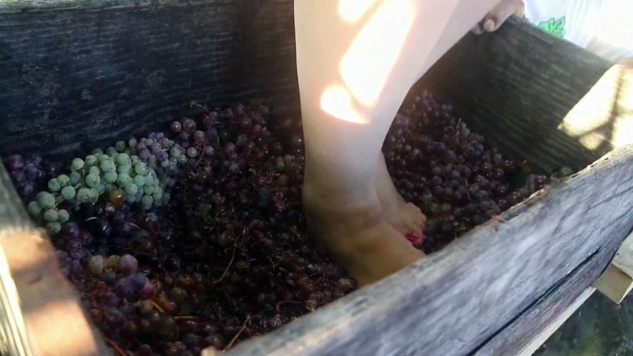 Exprimen la uva del vino con los pies como hace 300 años