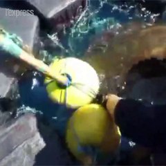 En pleine mer, une tortue prisonnière de 800 kilos de cocaïne