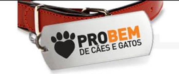 Quer adotar um animal de estimação? Conheça-o aqui!
