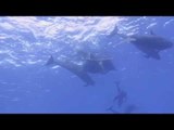 Diver Discovers Pod of False Killer Whales Off Isla Socorro, Mexico