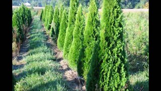 A Bucks County Grower of Emerald Green Arborvitae and other Plants for Screening