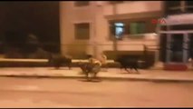 Tunceli'de Kente İnen Domuzu Köpekler Kovaladı