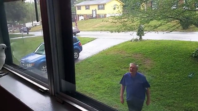Papagaj čeka vlasnika da se vrati kući. Morate pogledati njegovu reakciju kad ga je konačno ugledao!