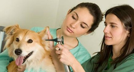 A tecnologia também ajuda no tratamento de seu animal de estimação