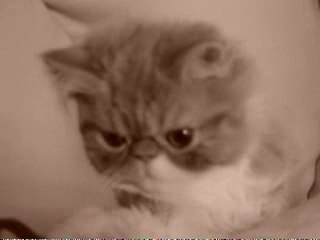 Ich_will_schlafen dormire rire ma chatte