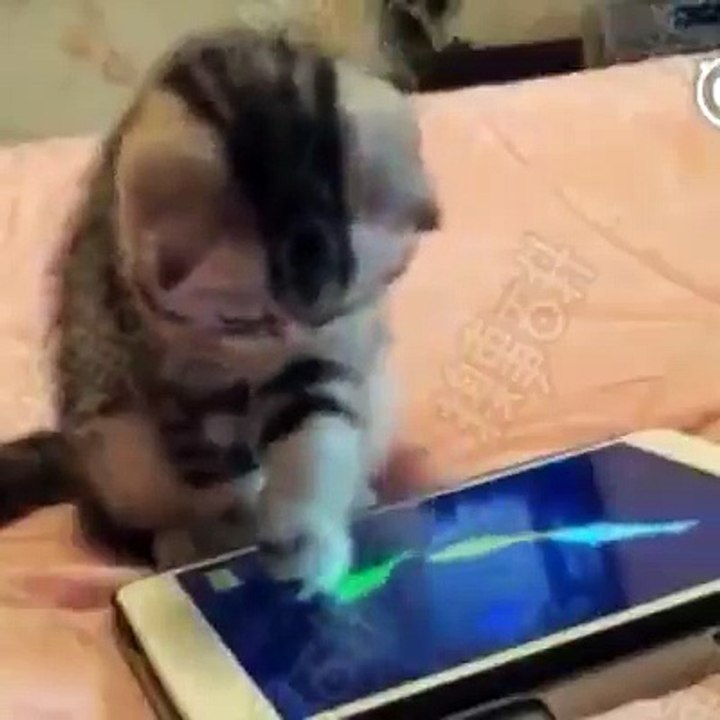 Funny Cat video