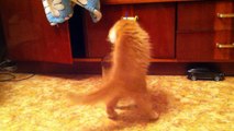 ニャンコでにやけるニタニタ動画。自らビンの中に入っちゃったネコが可愛い。