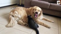 Un Chien Sexcuse Après Avoir Essayé De Manger Le Chat