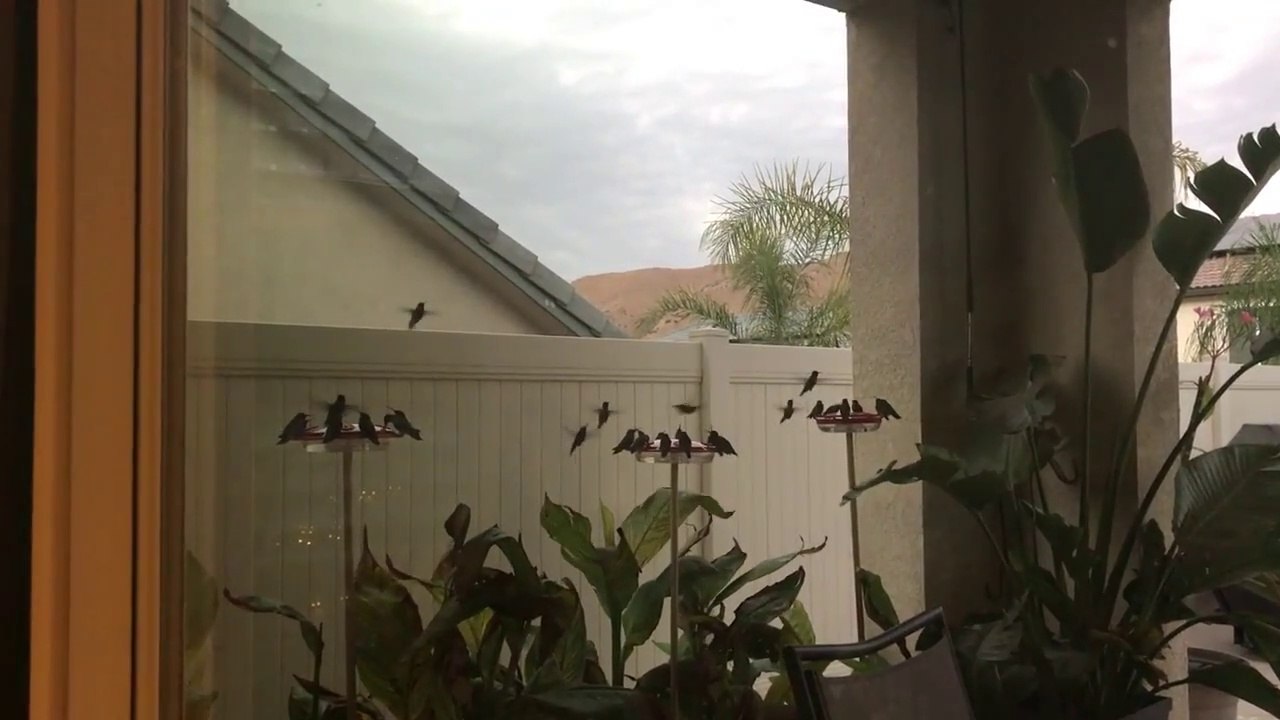 Tout ces colibris passent l'hiver sous le porche de cet homme... Oiseaux magnifiques