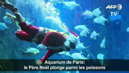 Aquarium de Paris: le Père Noël plonge parmi les poissons