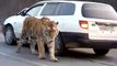 ロシアでは道路で出会う野生動物までもがおそロシア。かっけえｗｗｗｗｗ
