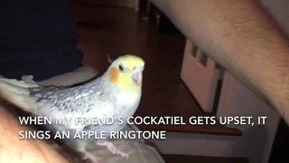 Funny Video: Cockatiel Imitates iPhone Ringtone