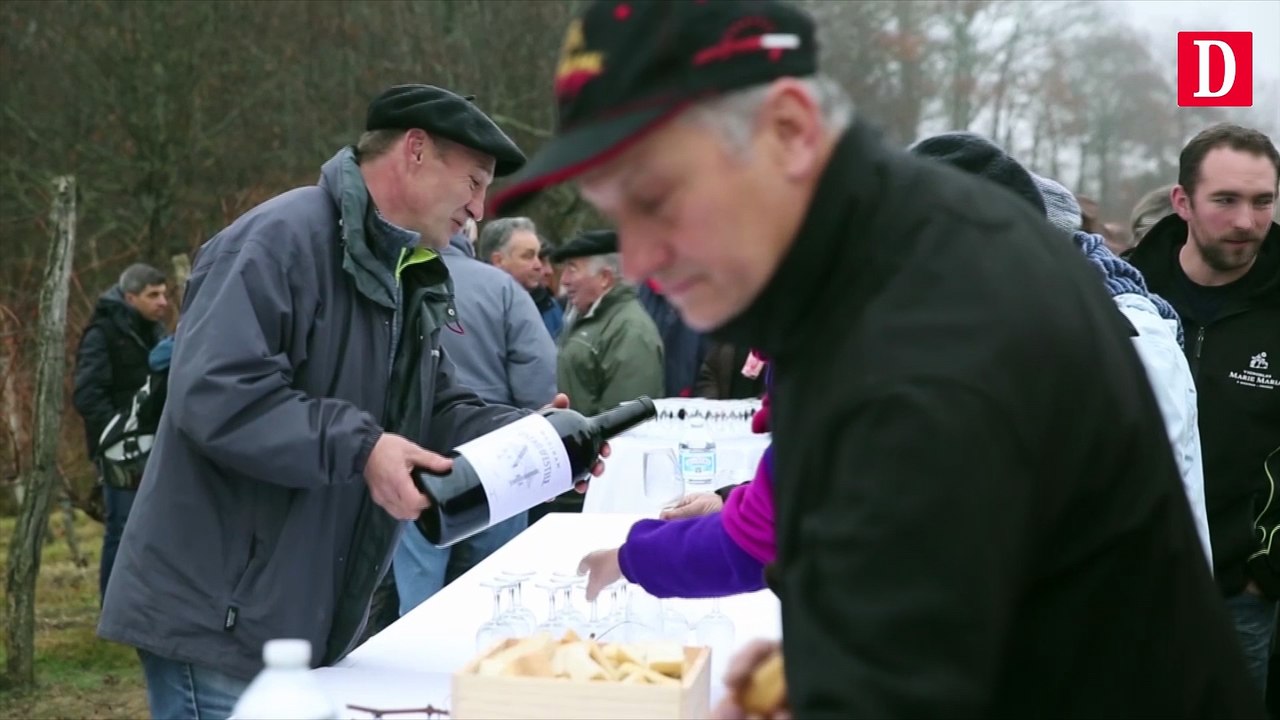 Des vendanges tardives à Madiran
